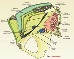 Figure 1: Inguinal Canal